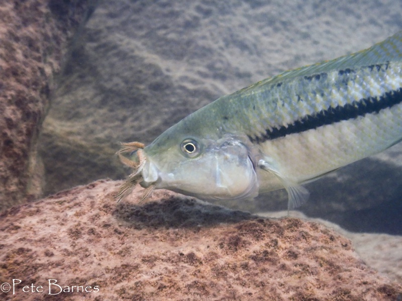 Dimidiochromis kiwinge 'Chinyamwezi Island'